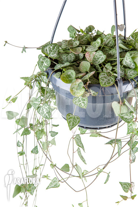 Ceropegia woodii &lsquo;New Heart&rsquo;