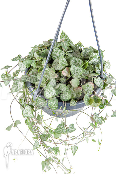 Ceropegia woodii &lsquo;New Heart&rsquo;