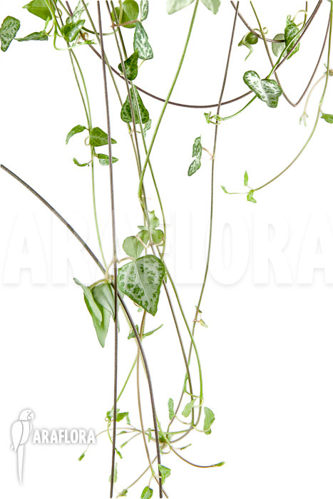 Ceropegia woodii &lsquo;New Heart&rsquo;