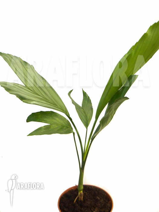 Chamaedorea-metallica-2