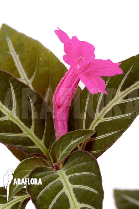 Chamaeranthemum sp Pink