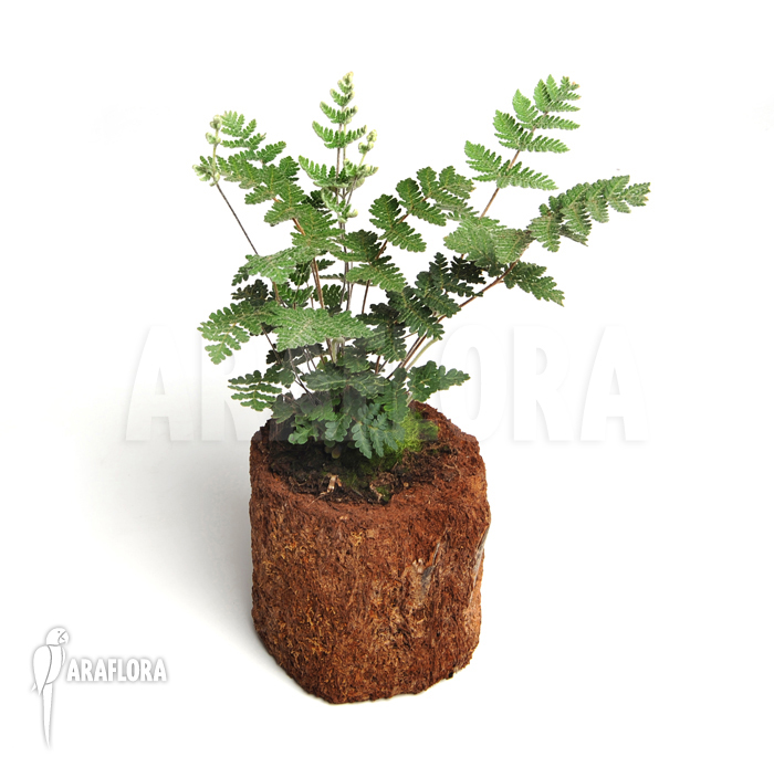 Cheilantes notholaenuides