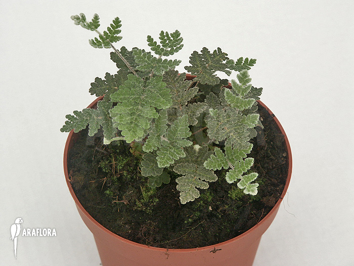 Cheilantes notholaenuides