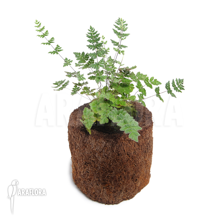 Cheilanthes wootonii