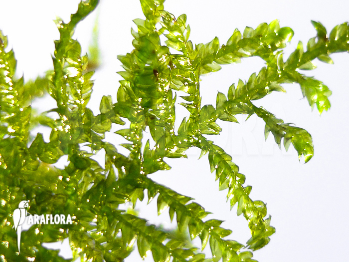 Vesicularia montagnei &lsquo;Christmas moss&rsquo;