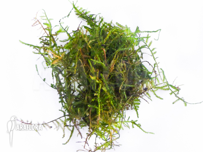 Vesicularia montagnei &lsquo;Christmas moss&rsquo;