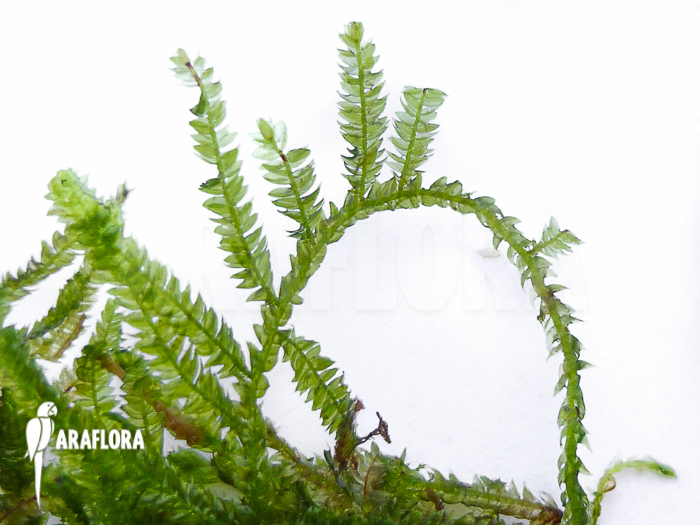 Vesicularia montagnei &lsquo;Christmas moss&rsquo;