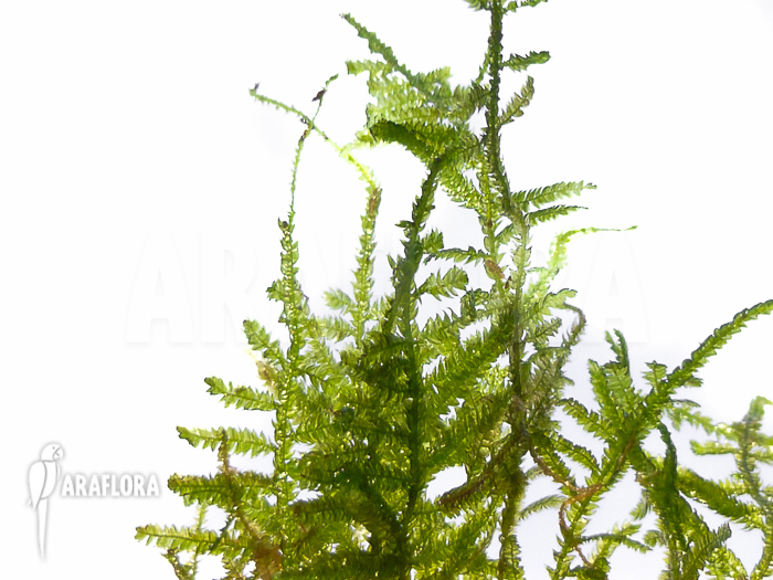 Vesicularia montagnei &lsquo;Christmas moss&rsquo;