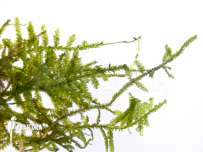 Vesicularia montagnei &lsquo;Christmas moss&rsquo;