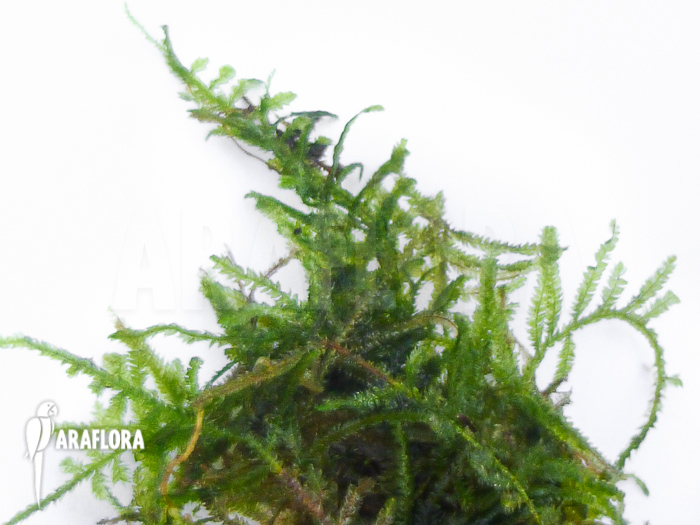 Vesicularia montagnei &lsquo;Christmas moss&rsquo;