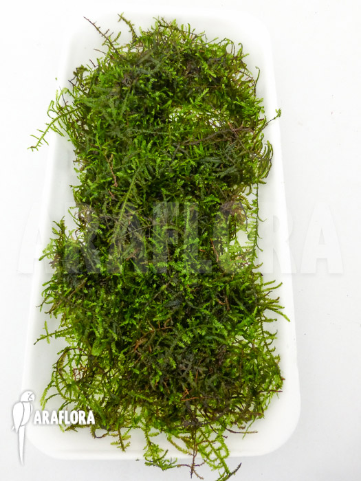 Vesicularia montagnei &lsquo;Christmas moss&rsquo;