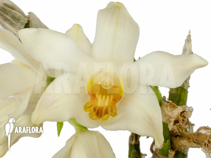 Chysis bractescens flower