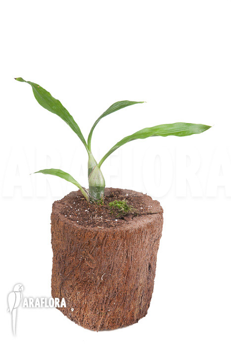 Chysis tricostata &lsquo;starter&rsquo;