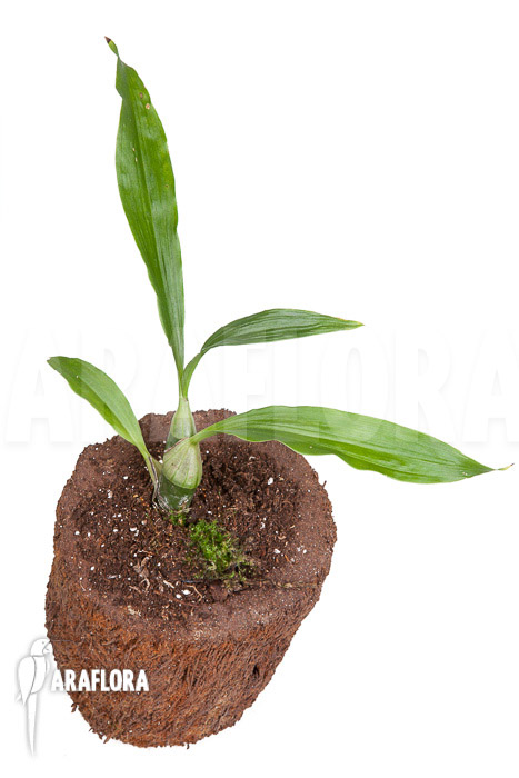 Chysis tricostata &lsquo;starter&rsquo;