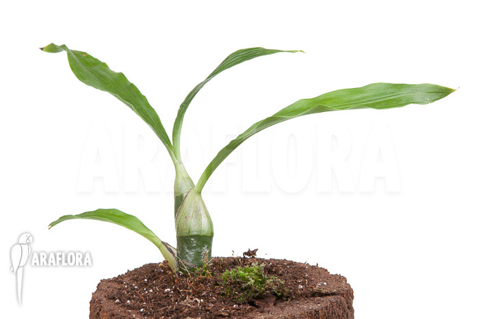 Chysis tricostata &lsquo;starter&rsquo;