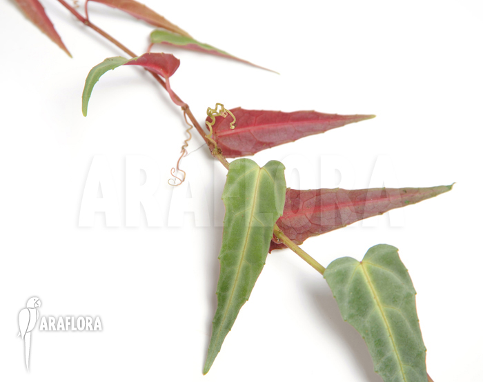 Cissus amazonica &lsquo;M&rsquo;