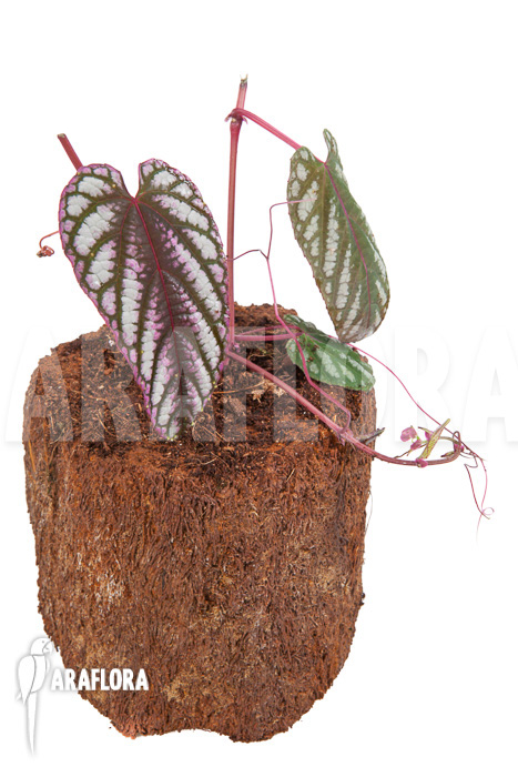 Cissus discolor &lsquo;Starter&rsquo;