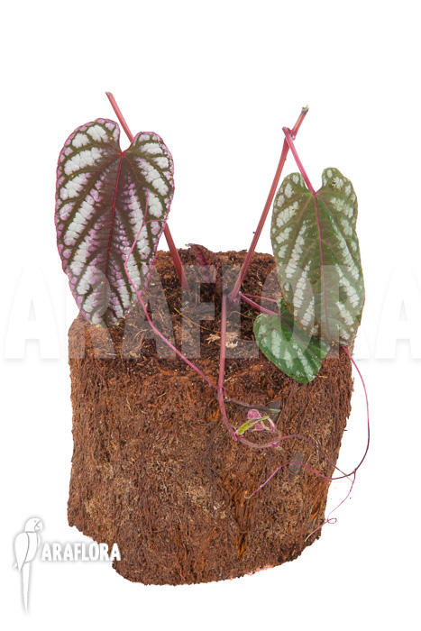 Cissus discolor &lsquo;Starter&rsquo;