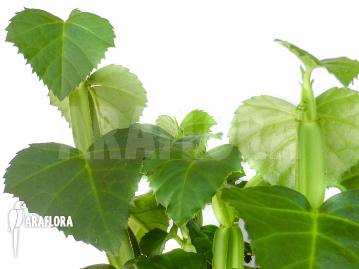 Cissus quadrangularis &lsquo;Starter&rsquo;