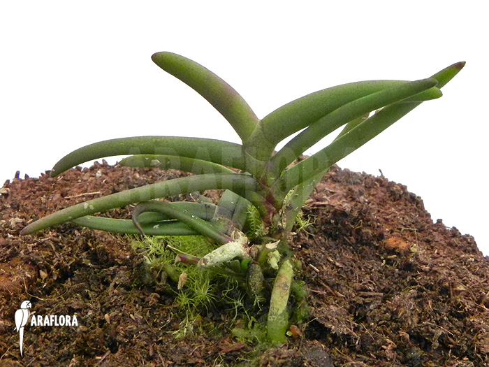 Cleisostoma arietinum