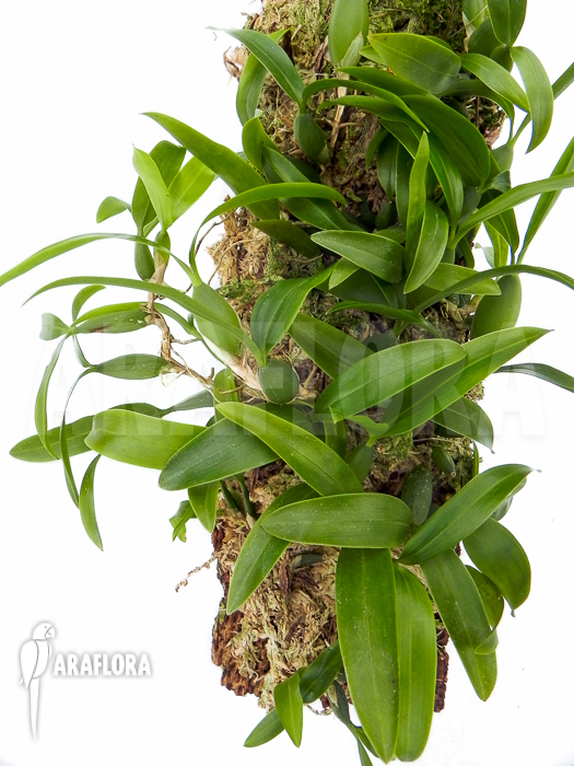 Coelogyne fimbriata