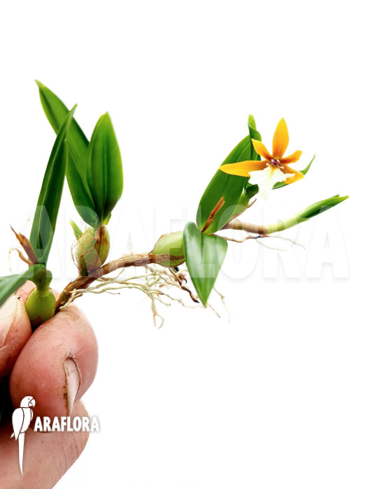 Coelogyne lentiginosa x monilirachis