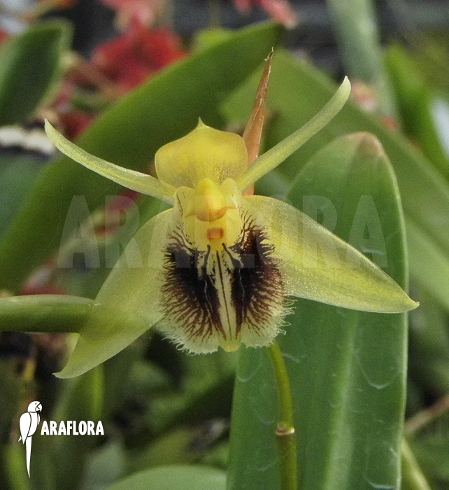 Coelogyne ovalis