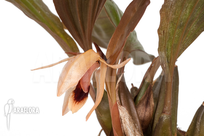 Coelogyne usitana x salmonicolor