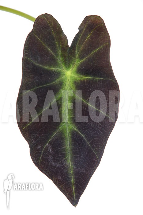 Colocasia x &lsquo;Black Magic&rsquo; starter