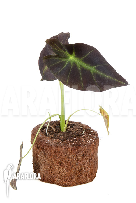 Colocasia x &lsquo;Black Magic&rsquo; starter