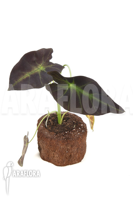Colocasia x &lsquo;Black Magic&rsquo; starter