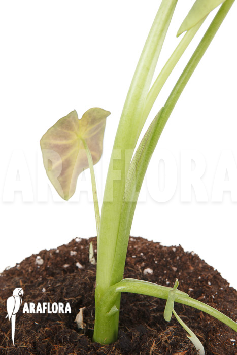 Colocasia x &lsquo;Black Magic&rsquo; starter