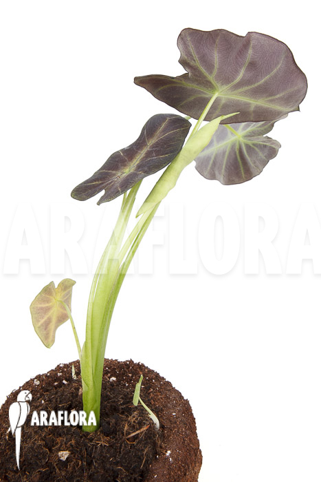 Colocasia x &lsquo;Black Magic&rsquo; starter