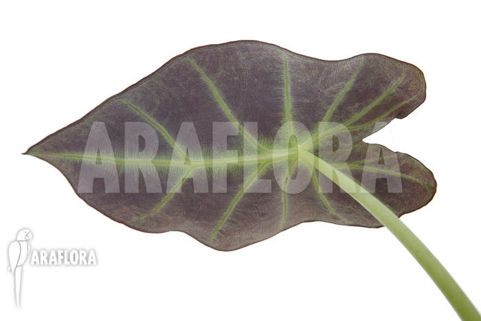 Colocasia x &lsquo;Black Magic&rsquo; starter