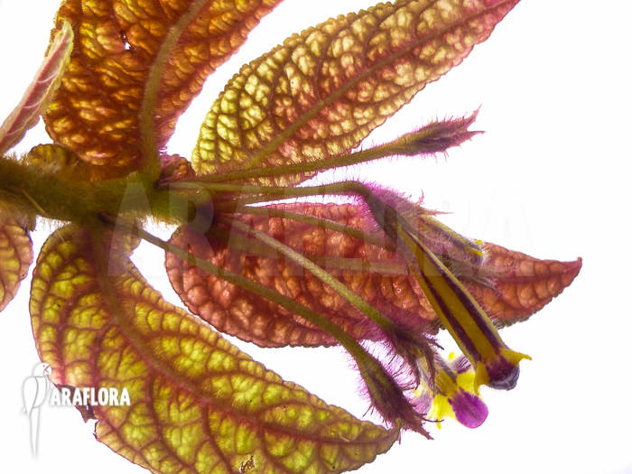 Columnea purpureovittata
