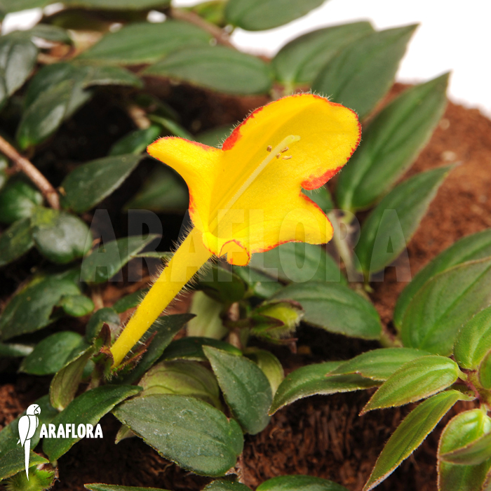 Columnea x &lsquo;Carnival&rsquo;