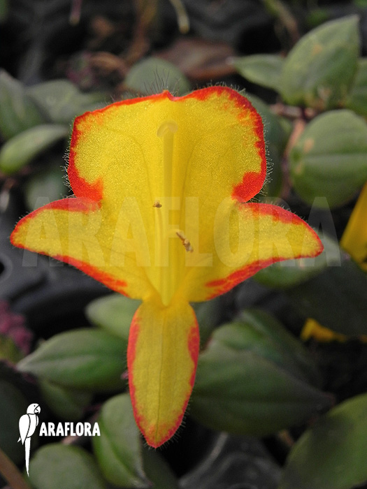 Columnea x &lsquo;Carnival&rsquo;