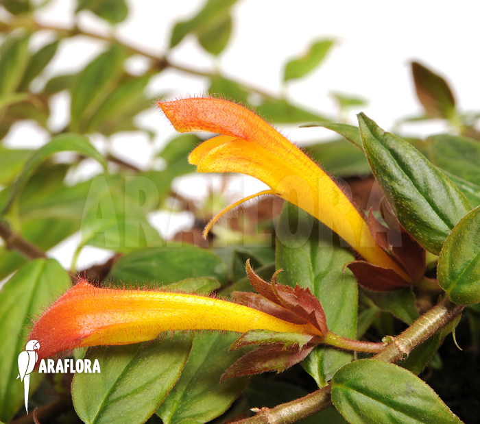 Columnea x &lsquo;Carnival&rsquo;