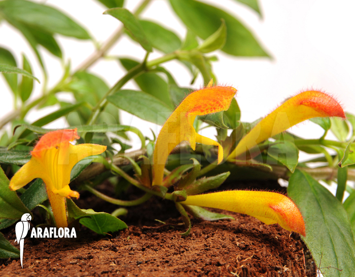 Columnea x &lsquo;Carnival&rsquo;