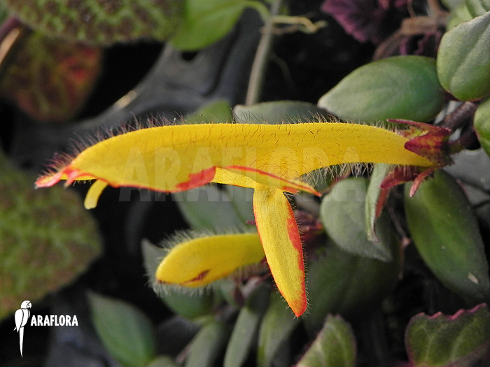 Columnea x &lsquo;Carnival&rsquo;