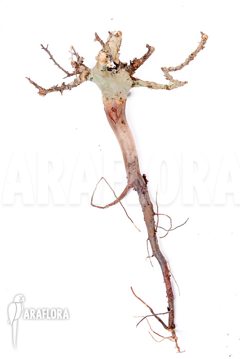 Commiphora kataf &lsquo;S&rsquo;