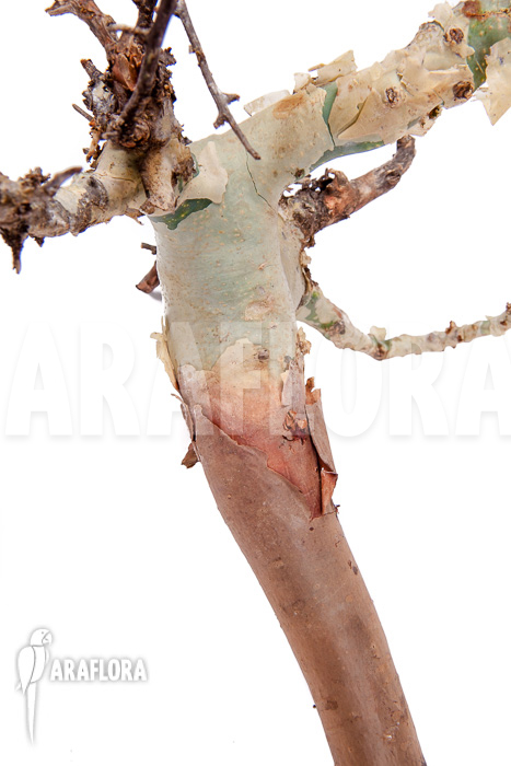 Commiphora kataf &lsquo;S&rsquo;