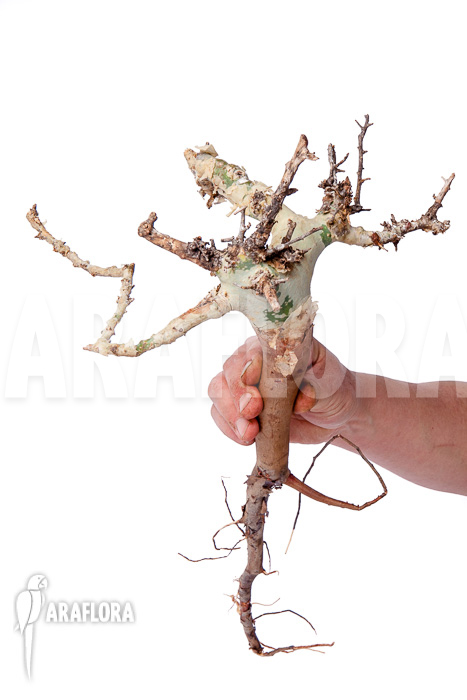 Commiphora kataf &lsquo;S&rsquo;