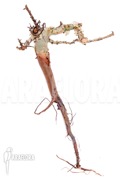 Commiphora kataf &lsquo;S&rsquo;