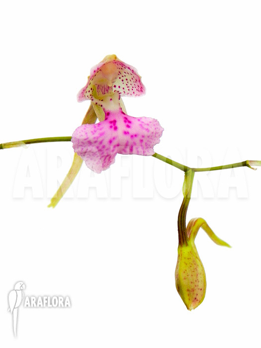 Comparettia macroplectron