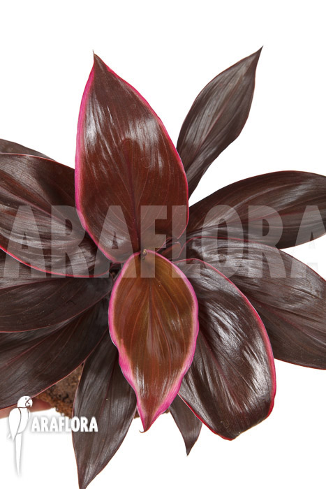 Cordyline fruticosa &lsquo;Mambo&rsquo;