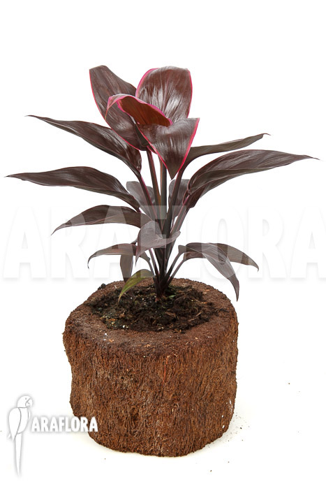 Cordyline fruticosa &lsquo;Mambo&rsquo;