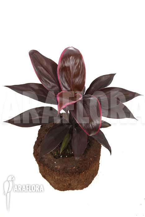 Cordyline fruticosa &lsquo;Mambo&rsquo;