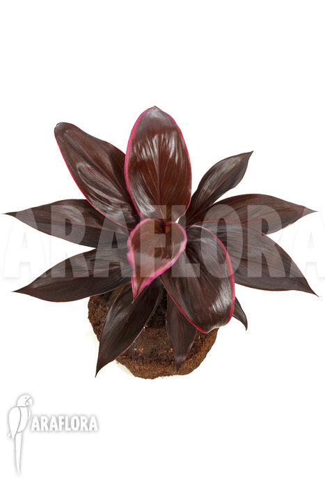 Cordyline fruticosa &lsquo;Mambo&rsquo;