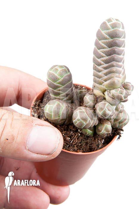 Crassula barclay
